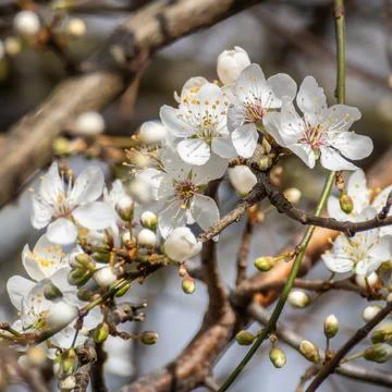 Apple Blossom at the beginning of spring Stock Photos