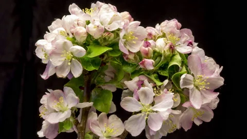 Apple blossom bloom time lapse Stock Footage 137351841