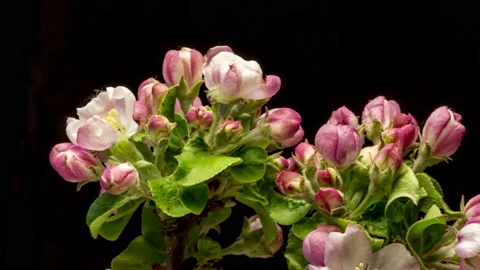 Apple blossom bloom time lapse Stock Footage 137352458