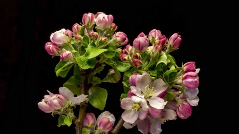 Apple blossom bloom time lapse Stock Footage 137352985
