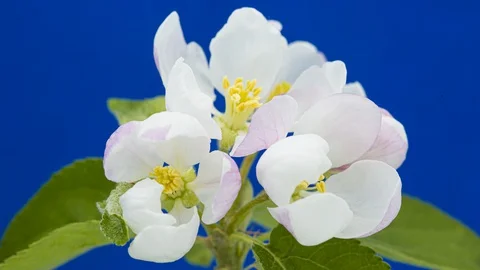 Apple blossom bloom timelapse spring growth blue screen Stock Footage 129251223