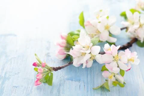 Apple blossom on blue. Stock Photos
