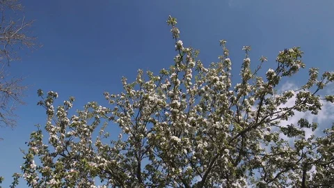 Apple blossom with blue sky background and slight wind Stock Footage