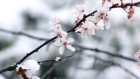 Apple blossom branch covered with snow in early spring. Stock Footage 87535429