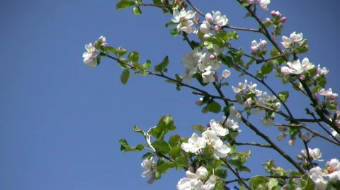Apple blossom branch Stock Footage 441809