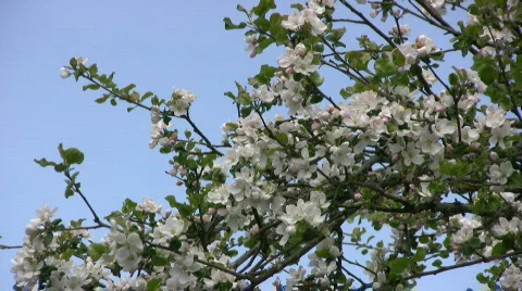 Apple blossom branch Video stock 444443