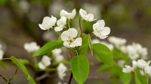 Apple blossom on a branch Stock Footage 249274708