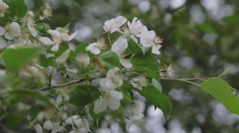 Apple blossom on branch, spring, cloudy day Stock Footage 51445709