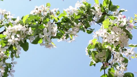 Apple Blossom Branch Swaying Against Blue Sky Slow Motion 스톡 동영상 344051453
