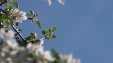 Apple blossom branches Vídeos de archivo 131081264