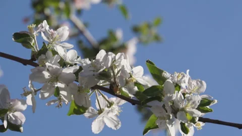 Apple blossom branches Stock-Footage 136309001