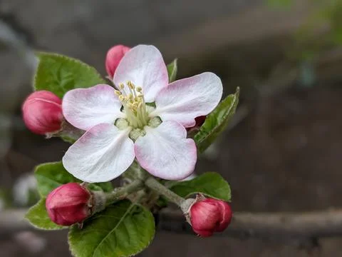 Apple blossom, close up on blurred background, blooming white-pink flower on Stock Photos