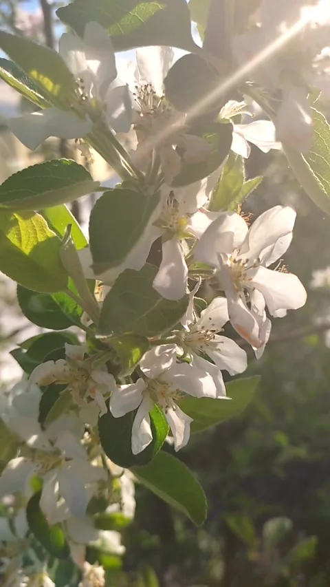 Apple blossom close-up with the dawn rays of the sun, slow-motion video, blurred Stock Footage 157927600