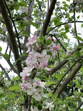Apple Blossom Close-Up – Delicate Spring Bloom in Natural Light Stock Photos