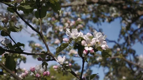 Apple Blossom close up Video stock 74214784