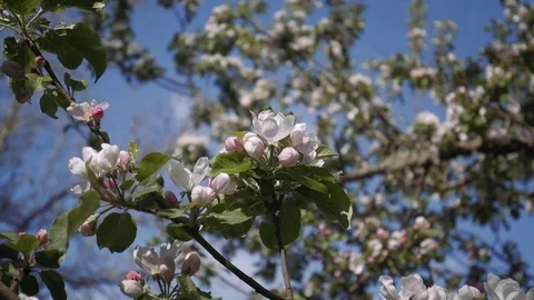 Apple Blossom close up Video stock 74214788