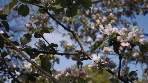 Apple Blossom close up Video stock 74215540