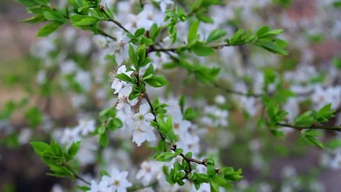Apple blossom close up, Stock Footage 94769712