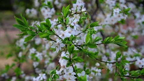 Apple blossom close up Video stock 97182723