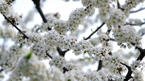 Apple blossom close up Stock Footage 97649678