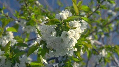 Apple blossom close up Video stock 119987844