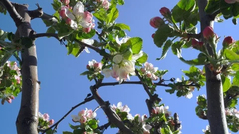 Apple blossom close up Stock Footage 120638742