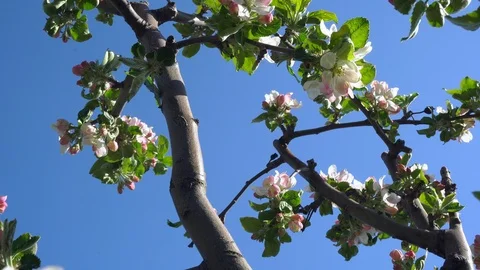 Apple blossom close up Stock Footage 121339854