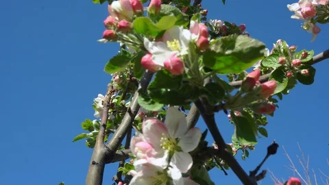 Apple blossom close-up Stock Footage 121848128