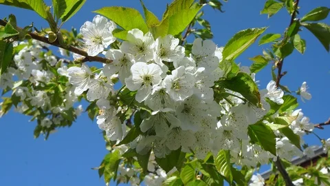 Apple blossom close-up Video stock 122045943