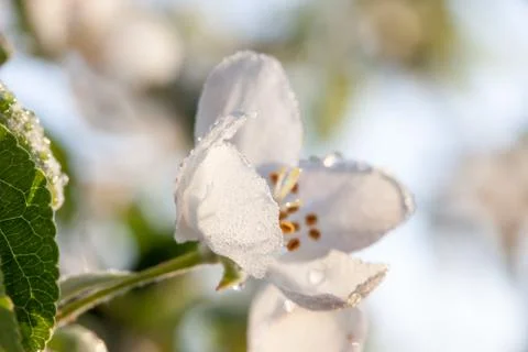 Apple blossom close-up Stock Photos