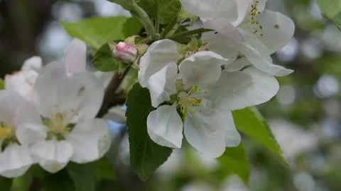 Apple blossom, close-up, shallow depth of field Stock Footage 146689653