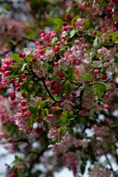 Apple blossom close up in the Spring Stock Photos