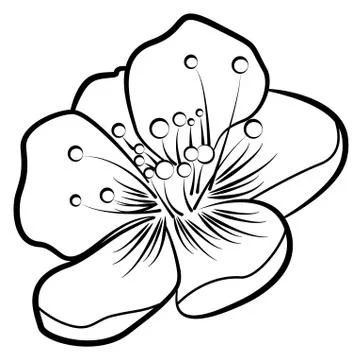 Apple blossom. Contour pattern Illustrazione stock