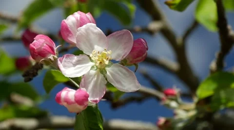 Apple blossom CU Video stock 49735369