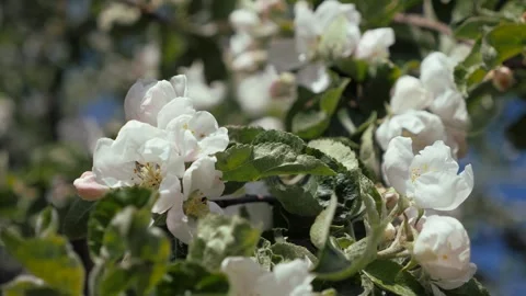 Apple blossom in early spring. There are a lot of white apple blossoms against Video stock 262361246