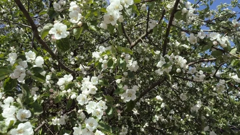 Apple blossom in early spring. There are a lot of white apple blossoms against Stock Footage 332015274