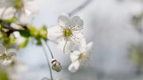 Apple blossom flower close up for spring nature background with white petals and Stock Footage 338036567