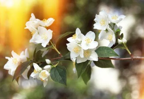 Apple Blossom Flowers Stock Photos