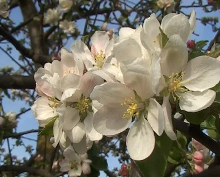 Apple blossom Vídeo Stock 77106