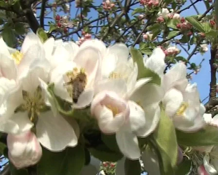 Apple blossom Stock Footage 77108