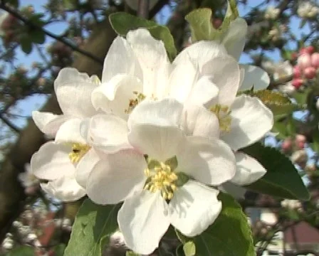 Apple blossom Stock Footage 77109