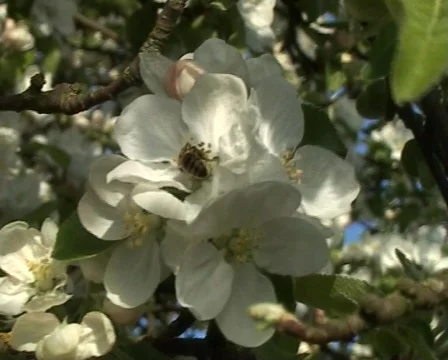 Apple blossom Stock Footage 77111