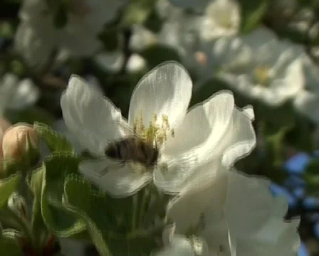 Apple blossom Stock Footage 77112