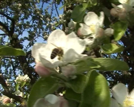 Apple blossom Stockbeeldmateriaal 77113