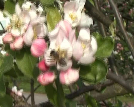 Apple blossom Stockbeeldmateriaal 77170