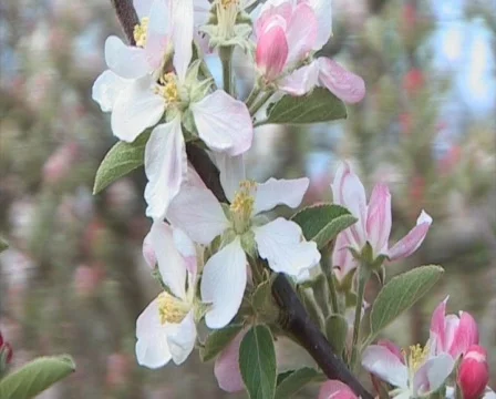Apple blossom Stock-Footage 266372