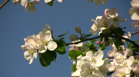 Apple blossom 動画素材 863389