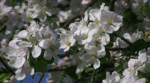 Apple blossom Stock Footage 863417