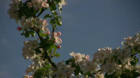 Apple blossom Stock Footage 863448