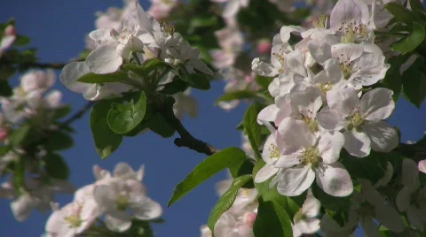 Apple blossom Stock Footage 863482
